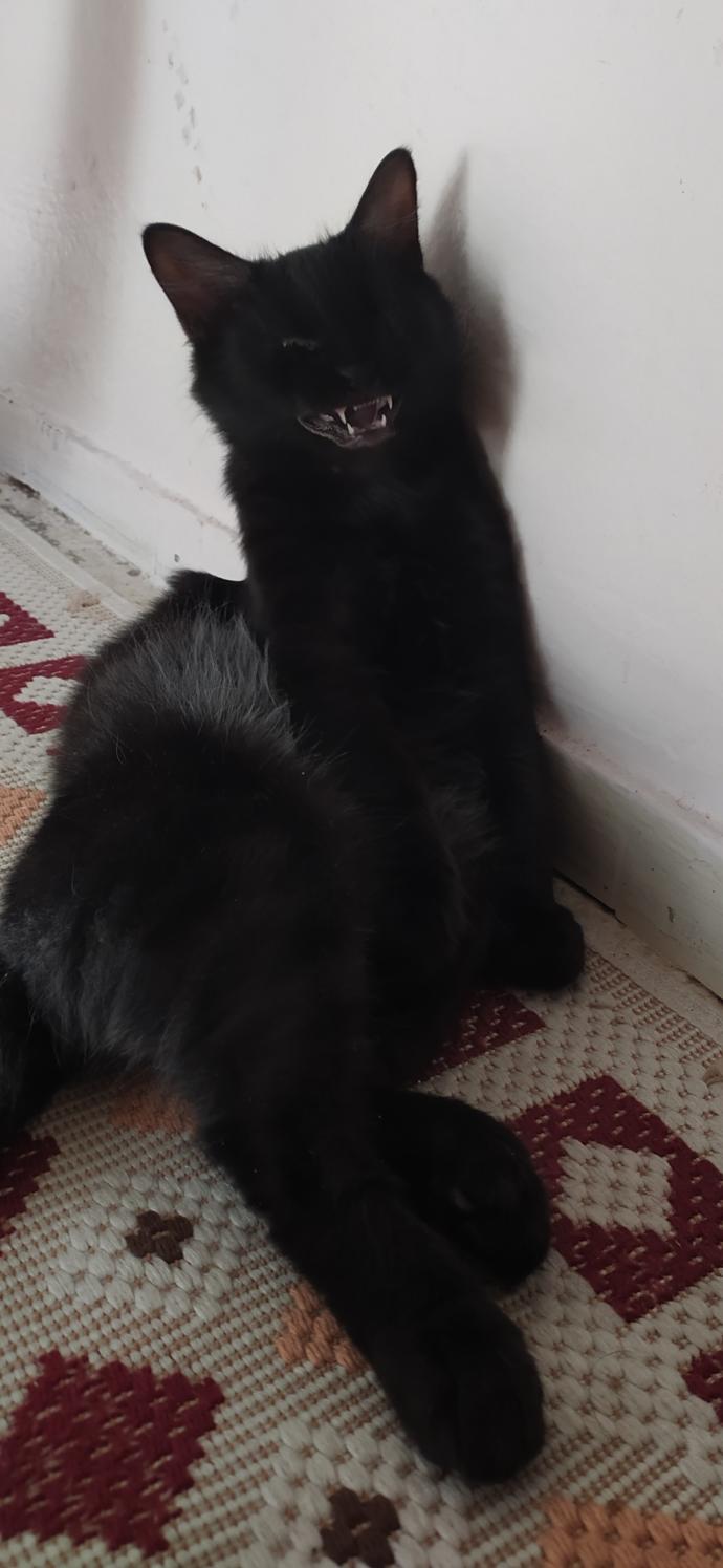 Kedi ve köpeği olanlar, hayvanınıza ne isim koydunuz?