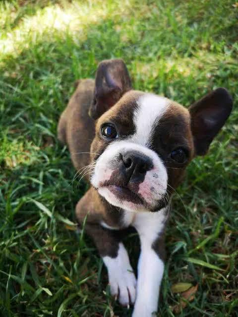 Dişi köpek mi daha sakindir, erkek köpek mi?