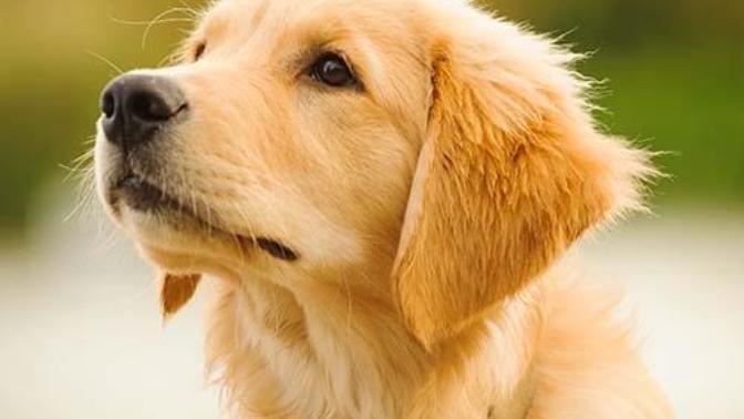 Dişi köpek mi daha sakindir, erkek köpek mi?
