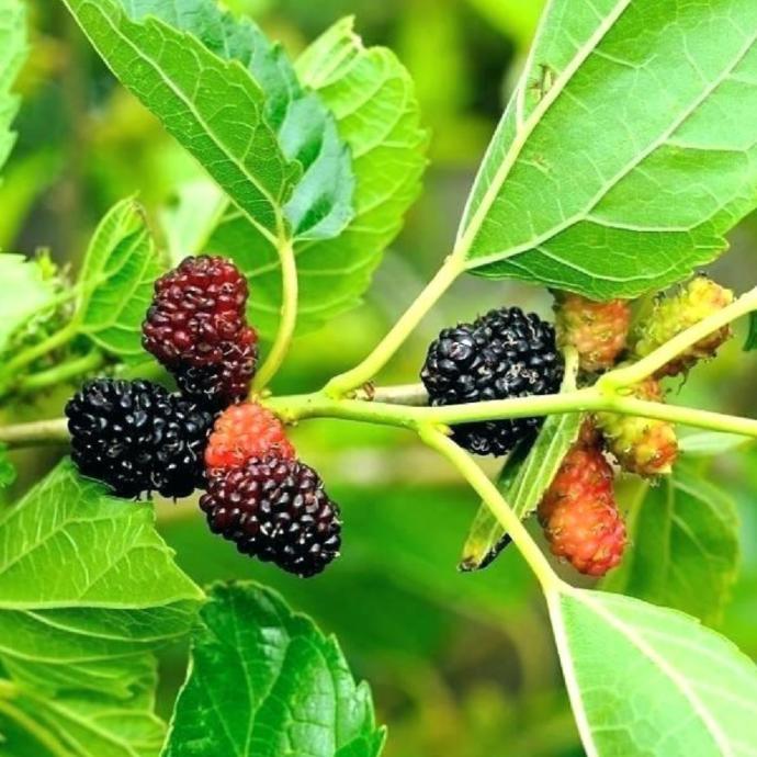 Kıyafetlerden dut lekesi nasıl çıkar?