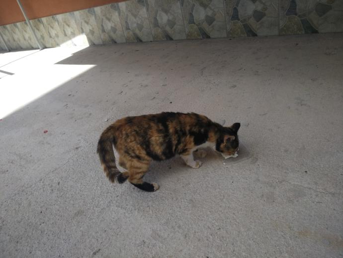 Bu kedi hamile mi yoksa kilolu mu?