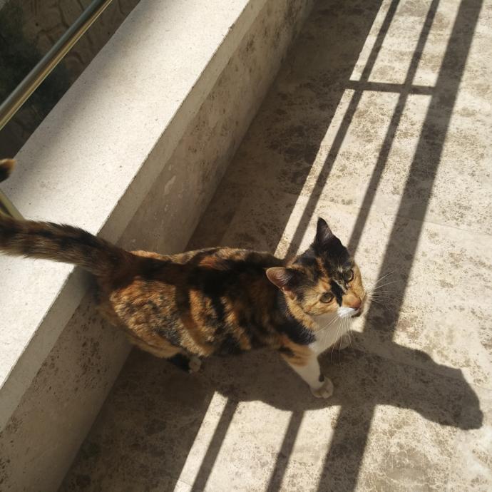 Bu kedi hamile mi yoksa kilolu mu?