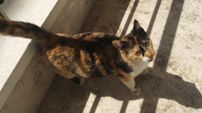 Bu kedi hamile mi yoksa kilolu mu?
