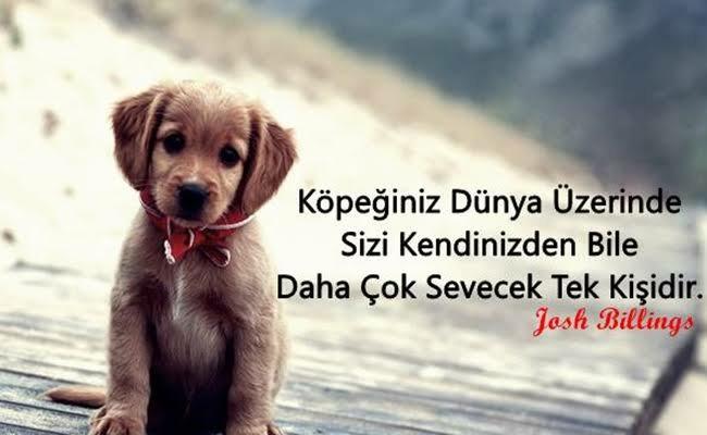 Hayvanlar ile ilgili bildiğiniz en efsane söz nedir?