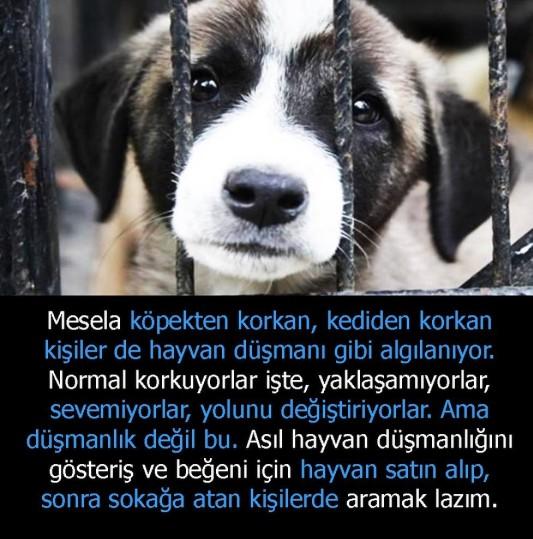 Kedi ve köpeklerden korkuyor musunuz?