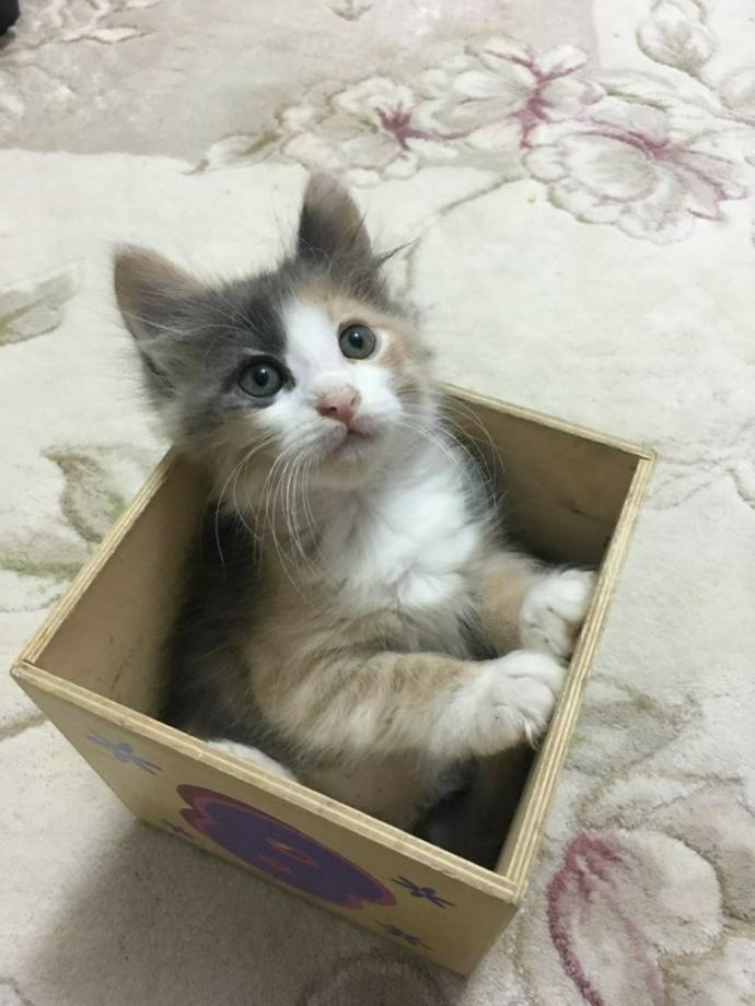 Kedi ve köpeklerden korkuyor musunuz?