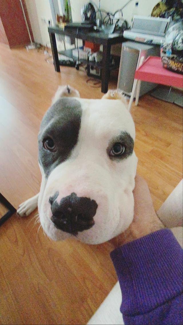 Kedi ve köpeklerden korkuyor musunuz?