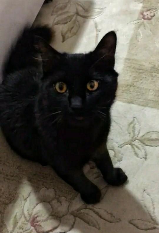 Kedi ve köpeklerden korkuyor musunuz?