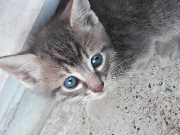 Kedi ve köpeklerden korkuyor musunuz?