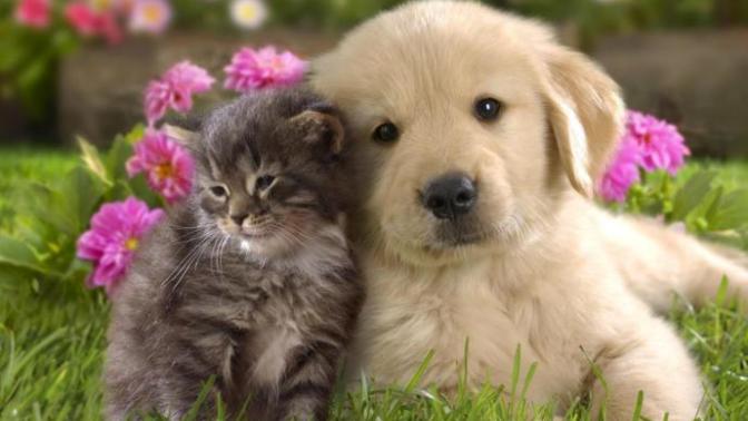 Kedi ve köpeklerden korkuyor musunuz?