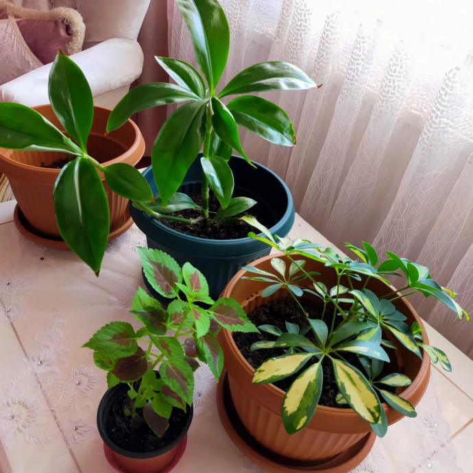 Sizce bu çiçeğin adı ne? Yeni bebeğim benim bakalım bilecek misiniz 🥰? Çiçek kızlarımın ismi ne olsun?
