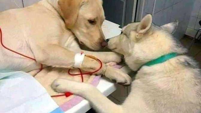 İnsanların sevgisi sahte kurgu yapay gelirken hayvanlar daha samimi geliyor. Siz ne diyorsunuz?
