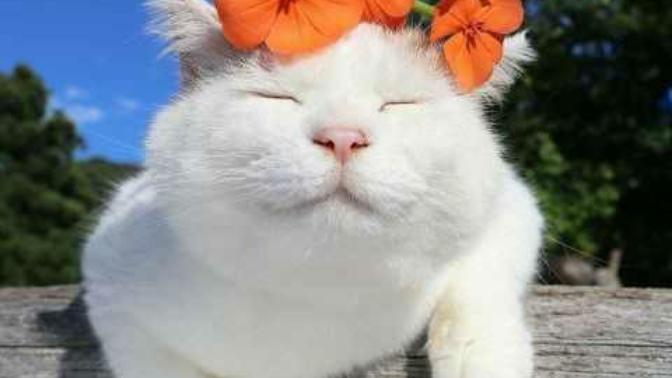 Sizce insanlar kedi sahibi midir, yoksa kediler mi bizim sahibimizdir?