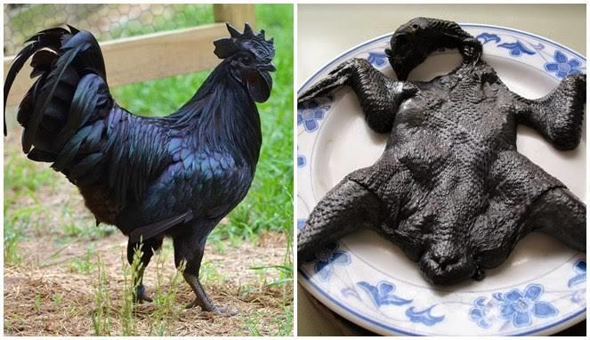 Ayem cemani tavuğunu daha önce gördünüzmü?