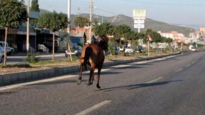 Atla yolculuk yasak mı?