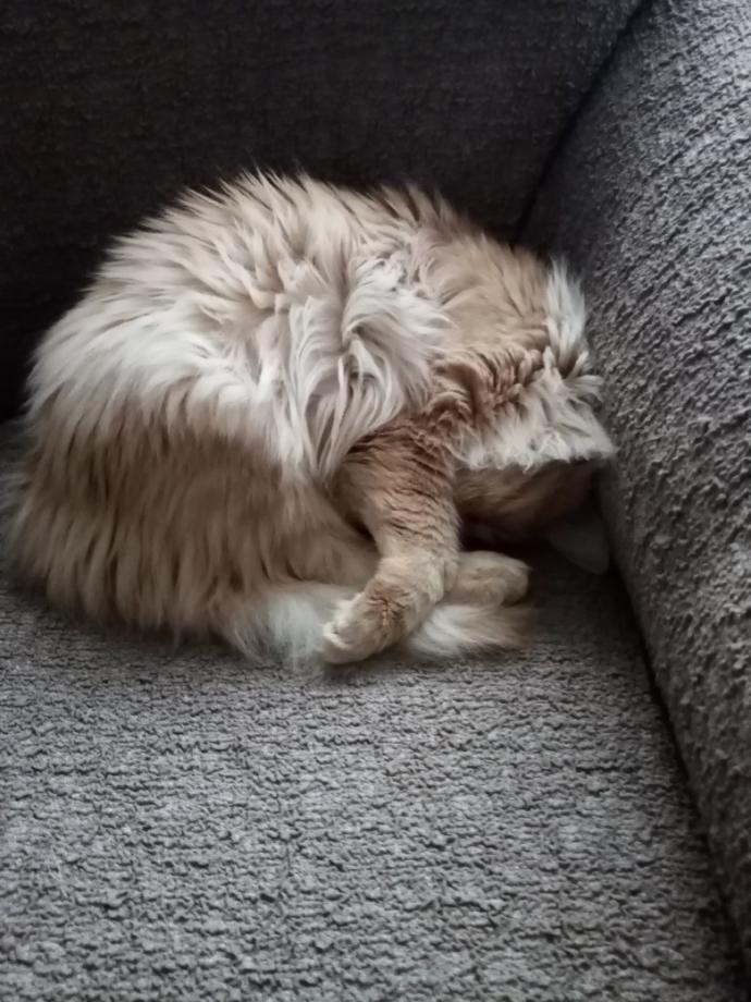 Kedi tüyü yutmak orucu bozar mı?