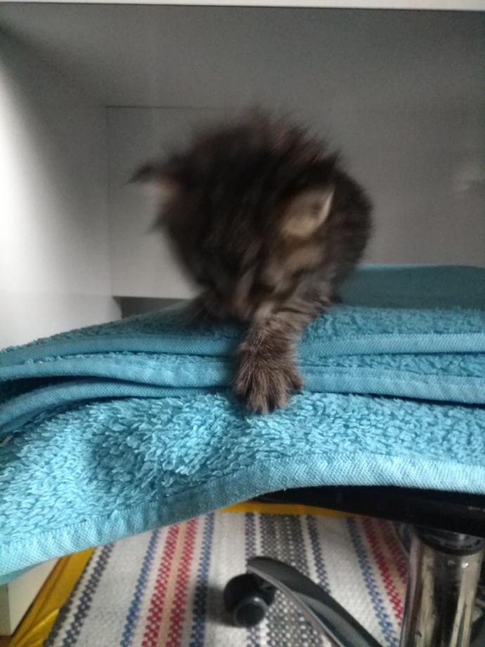 Kedi tüyü yutmak orucu bozar mı?