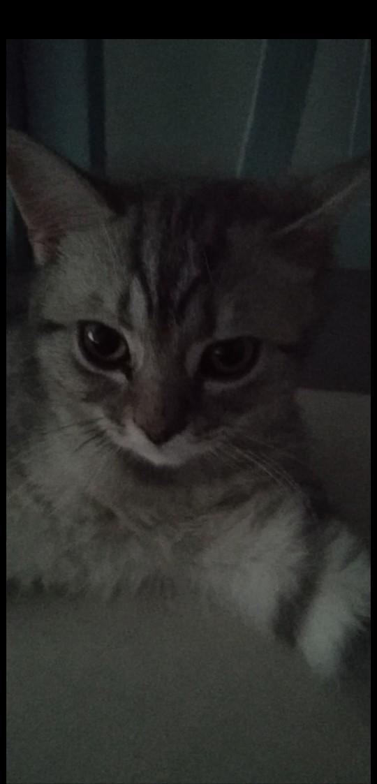Korkan kedi nasıl sakinleştirilir?