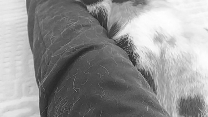 Kıyafetlerde kedi tüyü nasıl geçer! makinede geçmiyor geçmesi için ne yapmalıyım?