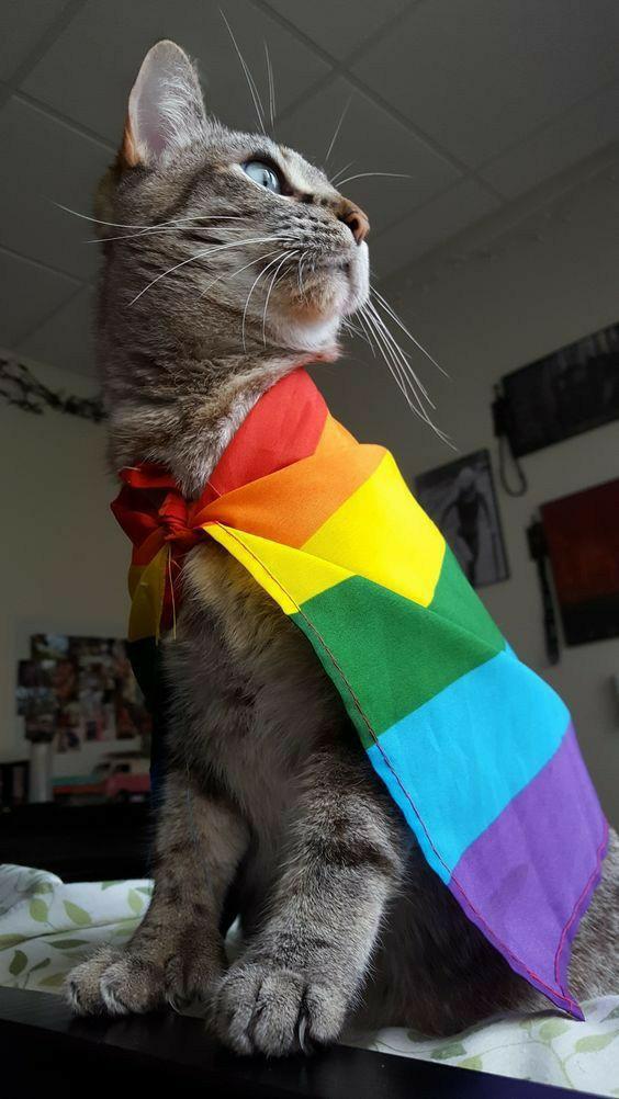 Eşcinsel hareketi olarak adlandırılan LGBT hakkında ne düşünüyorsunuz?