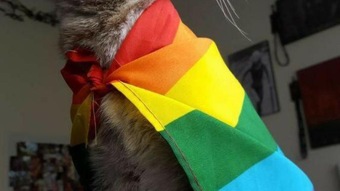 Eşcinsel hareketi olarak adlandırılan LGBT hakkında ne düşünüyorsunuz?