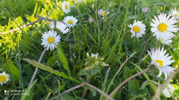 🌼🌼🌼🌼🌼🌼🌼