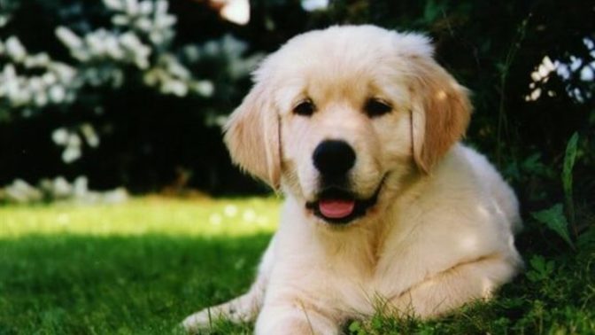 En i̇yi koruma köpeği sizce hangi cinstir?