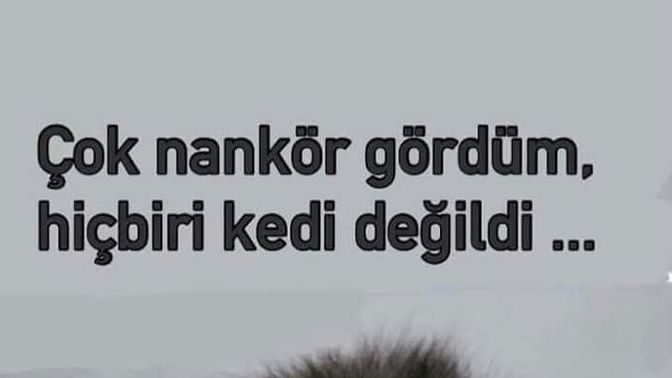 Sizce kediler nankör müdür?