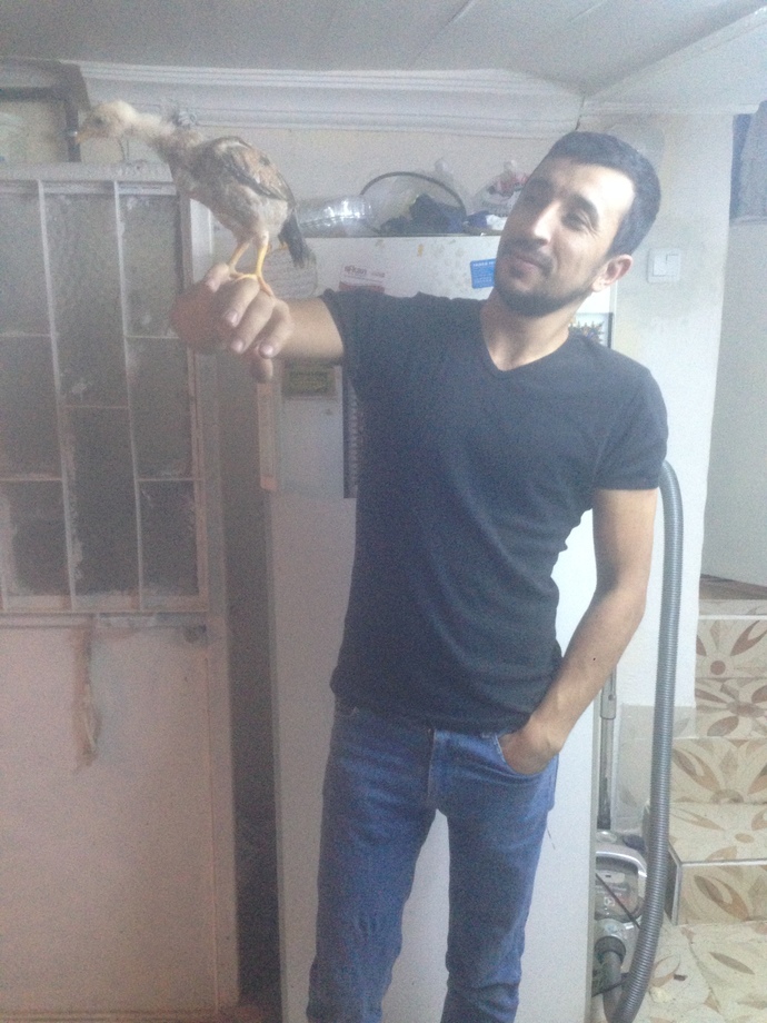 Kakadu mu sultan mı daha mantıklı olur?