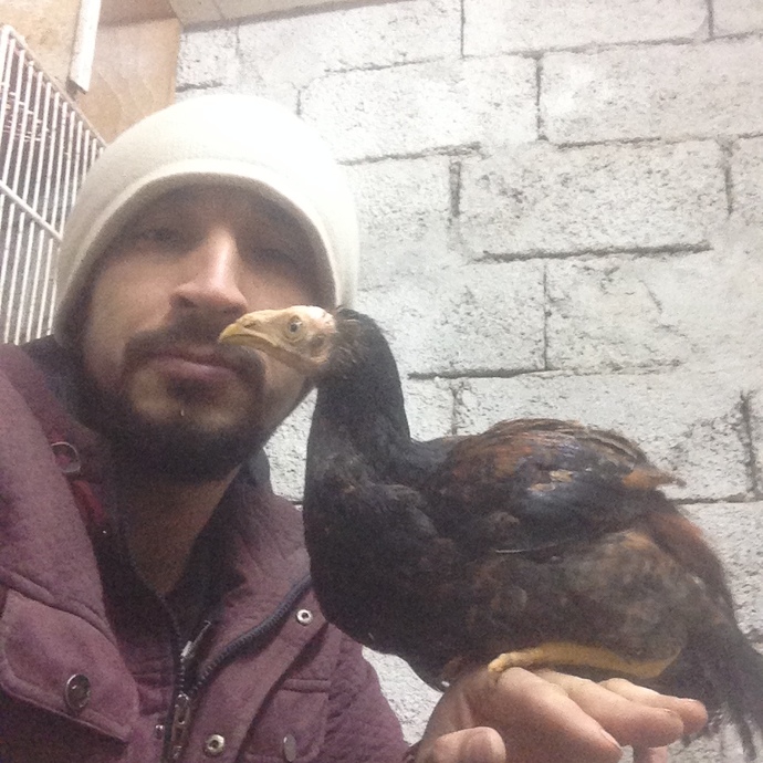 Kakadu mu sultan mı daha mantıklı olur?