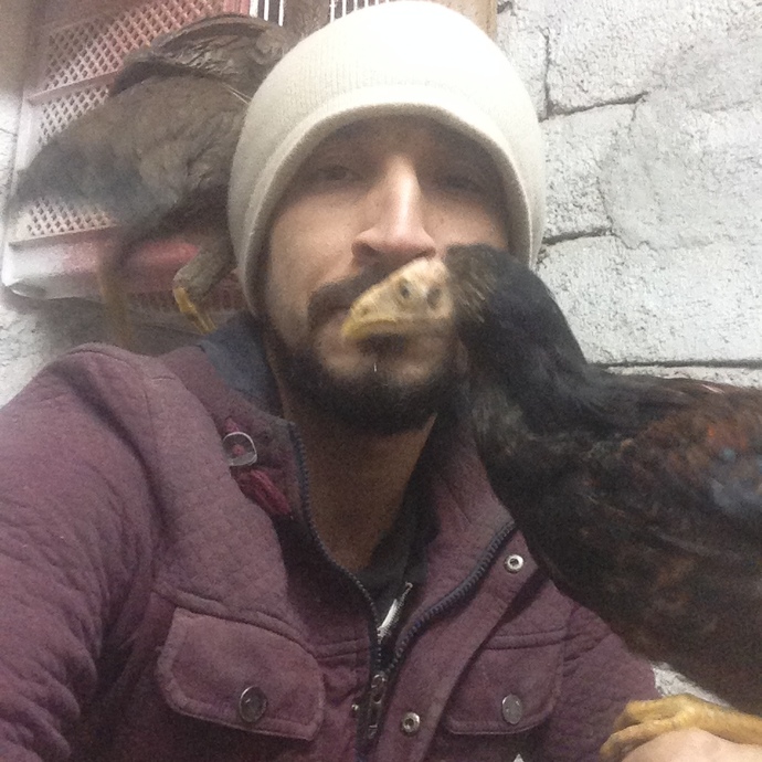 Kakadu mu sultan mı daha mantıklı olur?