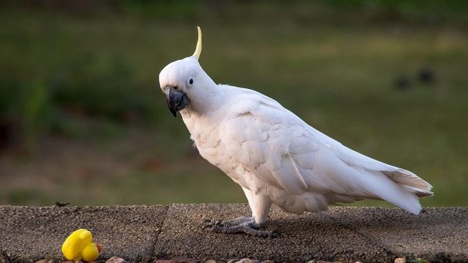 Kakadu mu sultan mı daha mantıklı olur?