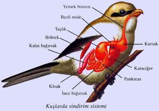 Bişey olur muu?