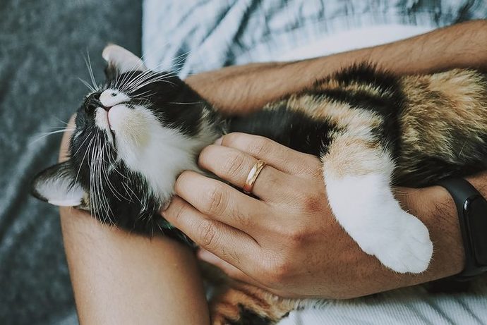 Kedi gibi sevilmek ister misiniz?