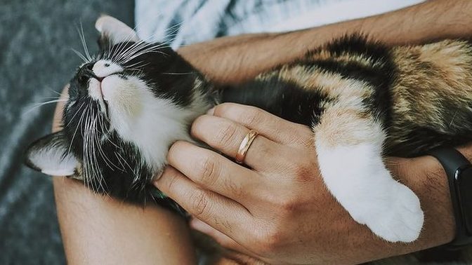 Kedi gibi sevilmek ister misiniz?
