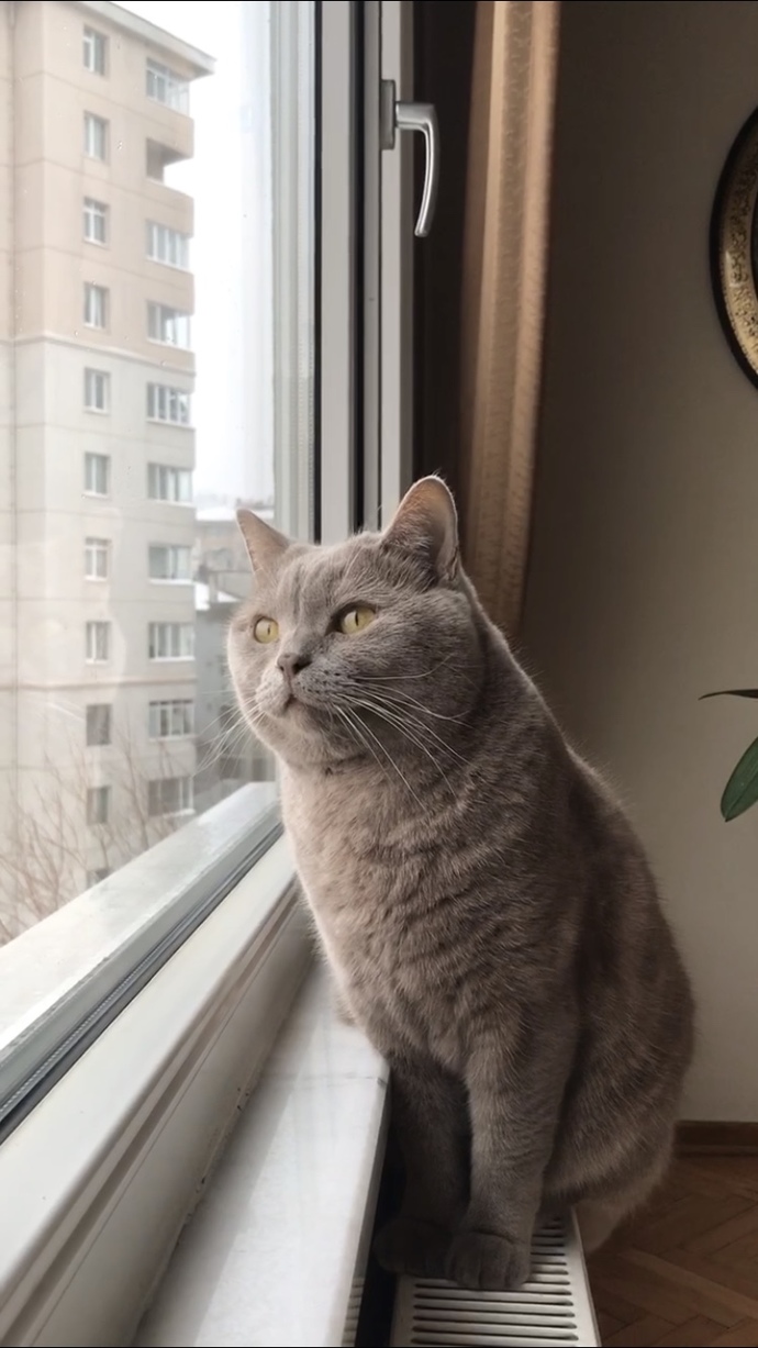Behlülcüğümün tipi sizce nasıl? Karizmatik mi yoksa yenilecek derece tatlı mı?