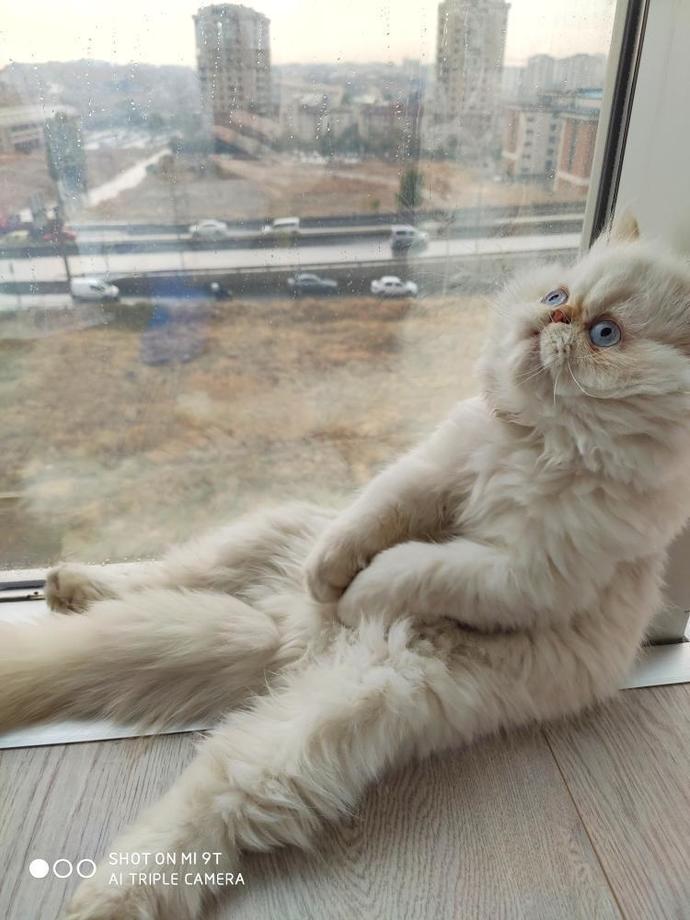 Behlülcüğümün tipi sizce nasıl? Karizmatik mi yoksa yenilecek derece tatlı mı?