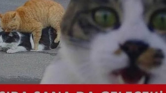 Sevgi size gore ne demek?