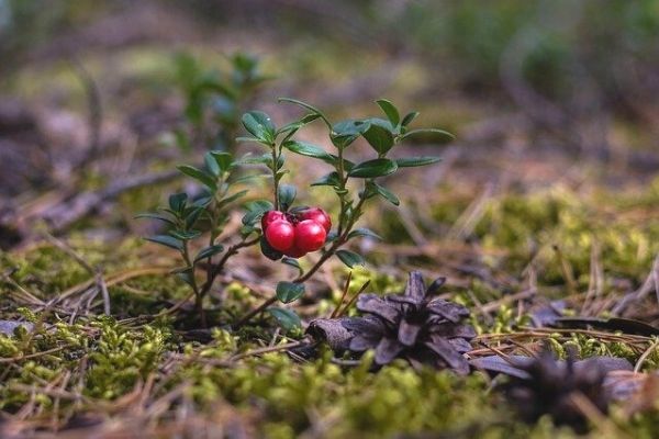 Kekreyemiş Tozu Nedir?