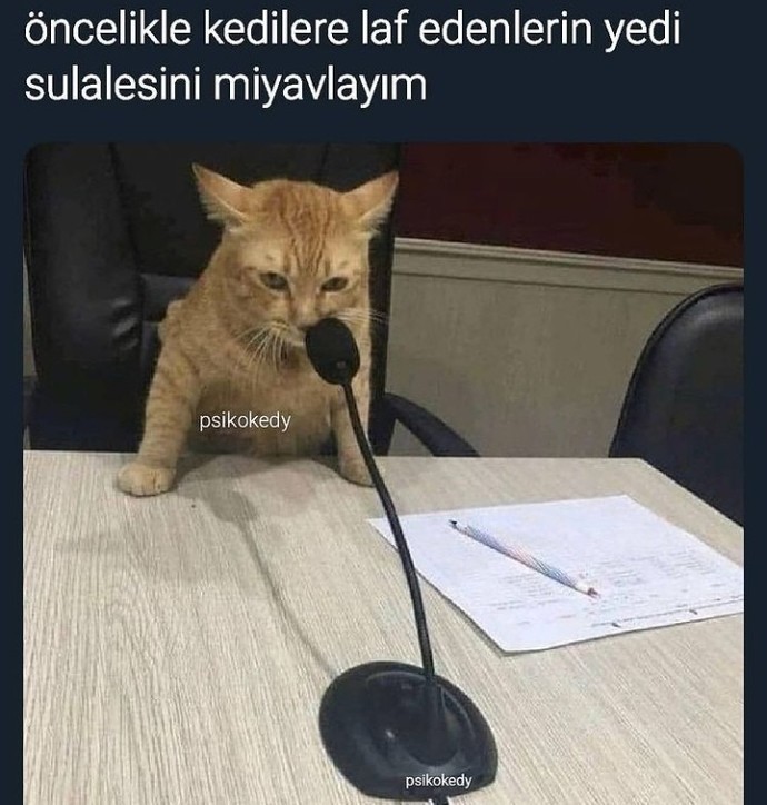 Kediler kamyon arkası sözü yazsa nasıl olurdu?