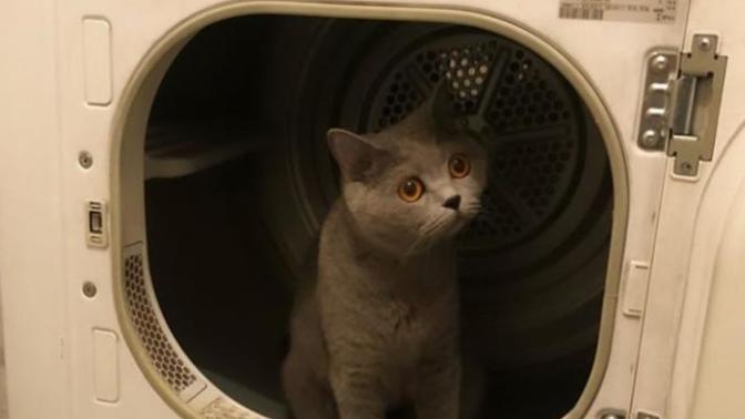 Kedimi çamaşır makinesinde yıkasam yumoş gibi olur mu acaba?