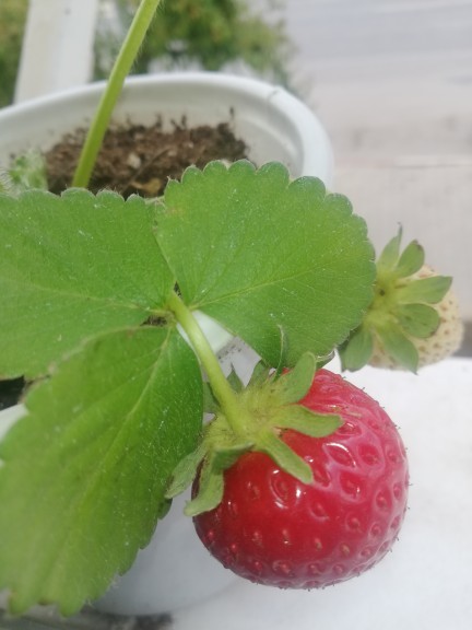 Yılın ilk cileği 😊 severmisiniz?