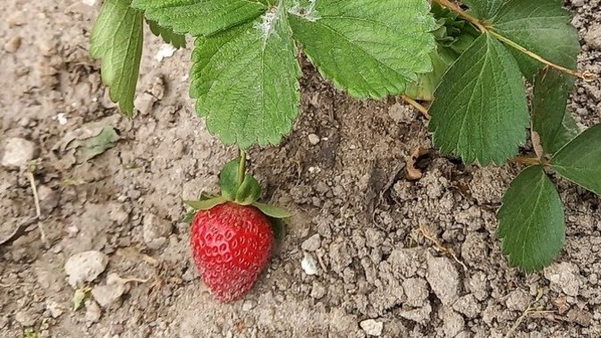 Yılın ilk cileği 😊 severmisiniz?