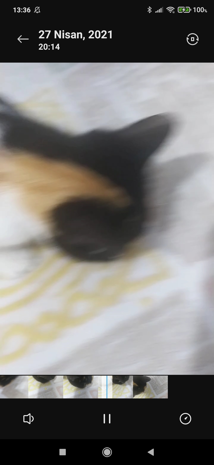 Kedim peynirli soğanlı cips yedi, bir şey olur mu?