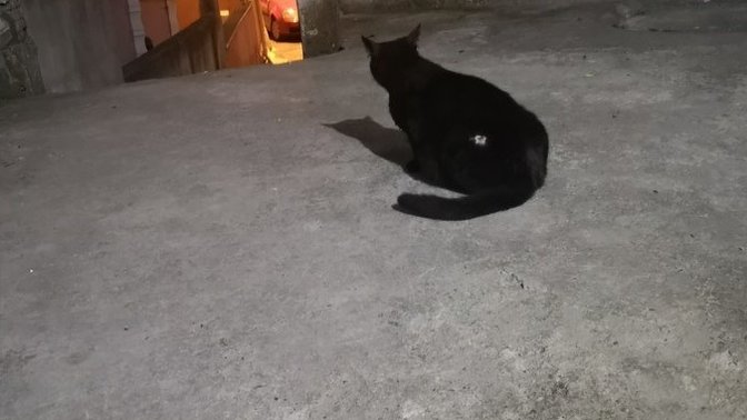 Hamile sokak kedisi hasta olabilir mi?