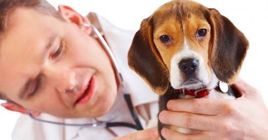 Veteriner kliniklerinin fiyat tarifelerinden memnun musunuz?