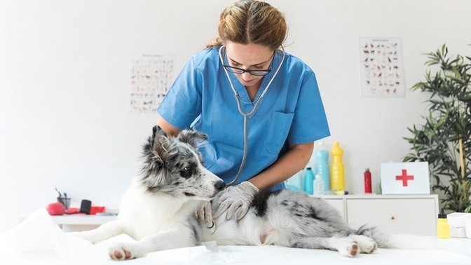 Veteriner kliniklerinin fiyat tarifelerinden memnun musunuz?