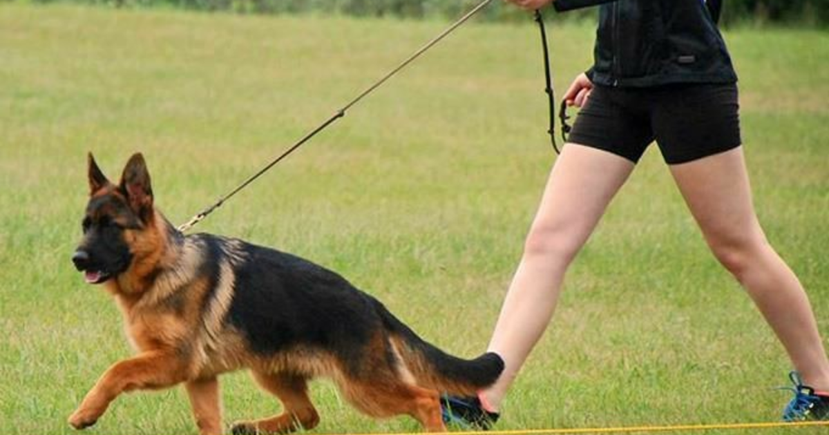 Yasaklı köpek ırkları beslemek aptallık mı? KizlarSoruyor