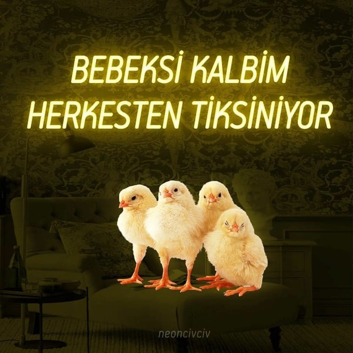 Civciv nereden bulabilirim?