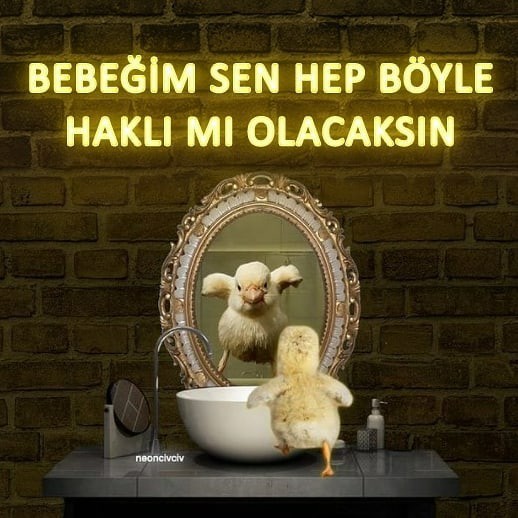 Civciv nereden bulabilirim?